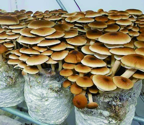 গ্রো ব্যাগে মাশরুম বাড়ানোর সুবিধা।
